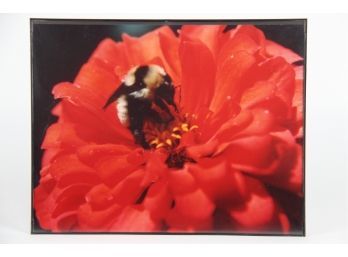 Framed Photograph Of Bee Pollinating A Flower