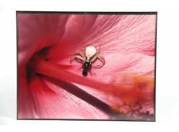 Framed Photograph Of Spider & Ant