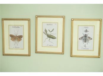 Trio Of Bug Prints
