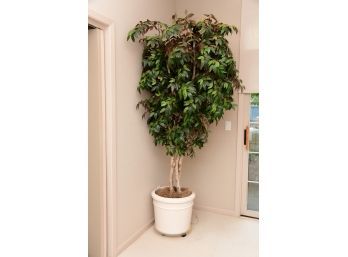 Large 8ft Tall  Faux Ficus In White Planter