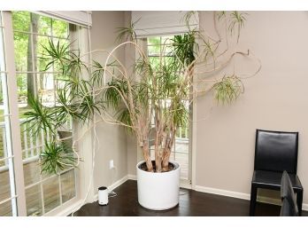 Large Indoor House Plant With Planter