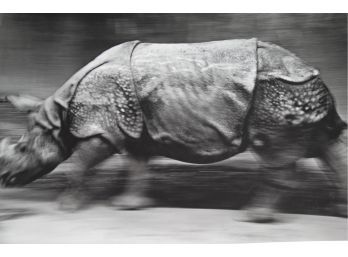 Large Format Charging Rhino 82 X 60 Inches