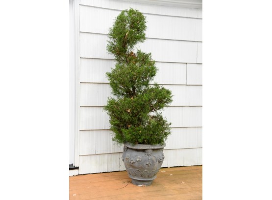 A Large Resin Planter With Tall Evergreen