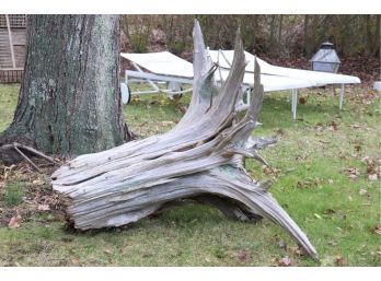 Monumental Cedar Stump