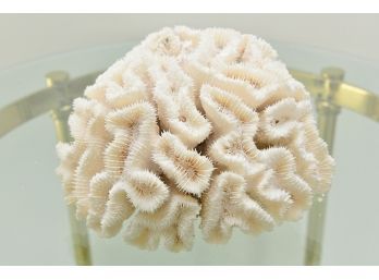 A Large Piece Of Coral
