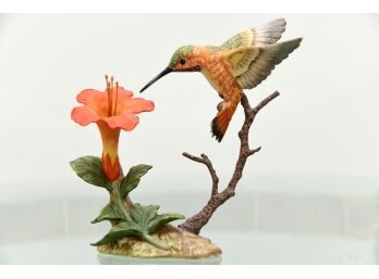 Rufous Hummingbird With Trumpet Creeper