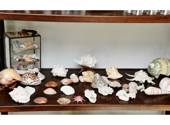 Shelf Of Shells