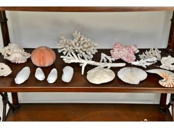 Shelf Of Coral And Shells