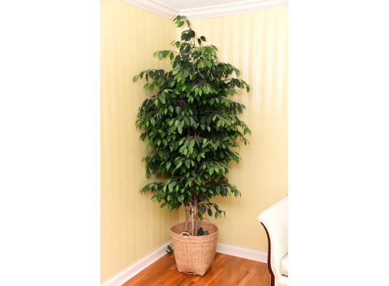 7ft Tall Faux Ficus Tree In Straw  Basket