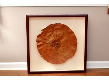 Framed Dried Lilly Pad In Shadow Box