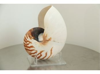 Natural Chambered Nautilus Sea Shell With Lucite Display Stand