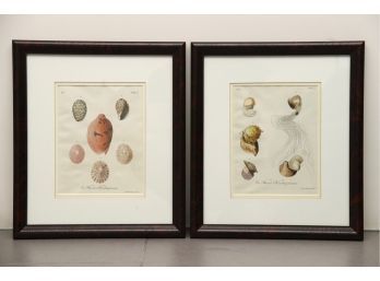 Pair Of Seashell Framed Prints