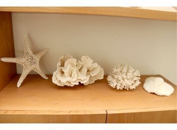 Collection Of Coral Including Starfish And White Coral Cluster