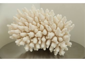 Natural Large White Coral Specimen