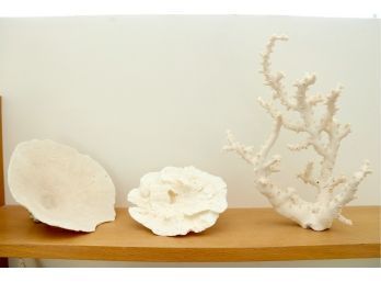 Collection Of Coral Including Octopus Coral