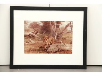 Lion Photo Framed
