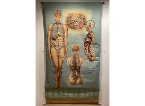 Large Vintage Anatomy Pull Down Chart, Topography Of Organs By Denoyer-Geppert