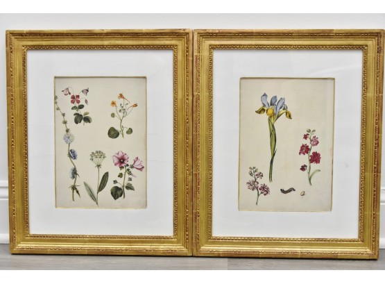 Pair Of Botanical Framed Prints