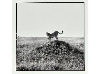 Cheetah, Tanzaniia,1993 By Patrick Demarchelier Silver Gelatin