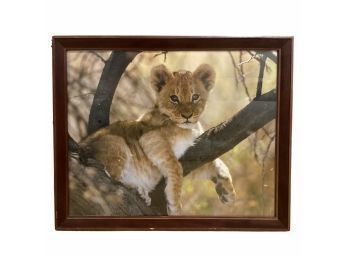 Sierra Mountain Lion Cub Framed Picture