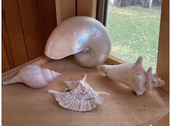 Seashell Group Including Nautilus Shell