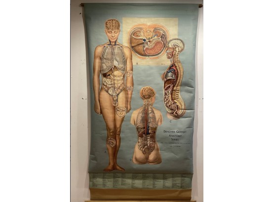 Vintage Anatomy Chart - Signed