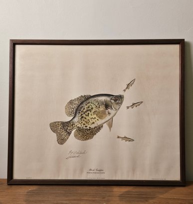 18 X 22.5 Guy Coheleach Signed Print Black Crappie Framed #117