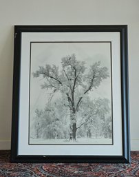 35.5 X 29.5 Ansel Adams Oak Tree Snowstorm Matted And Framed Unsigned  #199