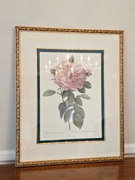 28.5 X 23.5 Pierre-Joseph Redoute Lithograph The Bombay Company Framed #21