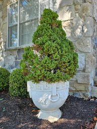 Large Vintage Greek Stone Planter 24' Tall With Tree 71' Tall #48