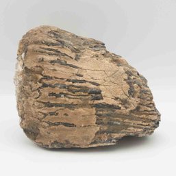 Fossilized Petrified Wood