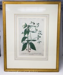 Johann Wilhelm Weinmann 18th Century Botanical Mezzotint Coffee Plants N. 279