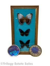 Butterfly Wing Iridescent Morpho Blue Art And Trinket Dishes