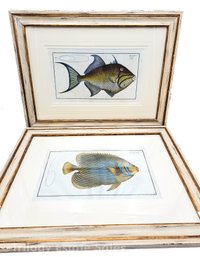 Two Framed Tropical Fish Reproduction Prints By Ludwig Schmidt
