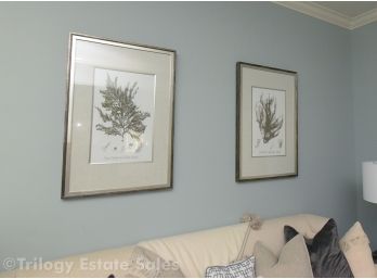 Set Of 2 Botanical Prints