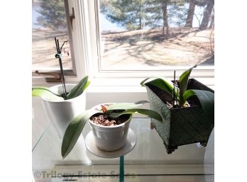 Three Orchids Live Plants LOCAL PICKUP ONLY