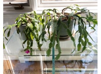 Two Christmas Easter Cactus Live Plants LOCAL PICKUP ONLY