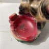 Antique Carnival Chalkware Chalk Ware Colorful Ashtray Dog Figurine 5.5W By 5T