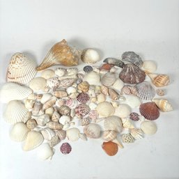 Beautiful Lot Of Large And Small Shells