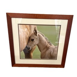 Framed Photograph Print Of A Horse & Foal