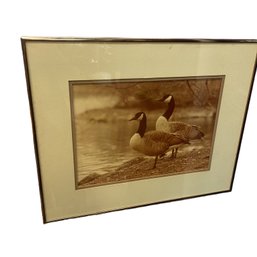 Canadian Geese Framed Photograph Print