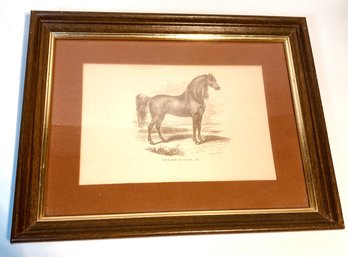 Vintage Gifford Morgan Jr Horse Print Framed And Matted