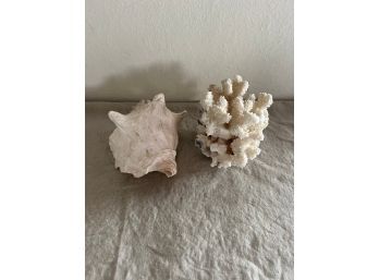 Conch Shell And Coral