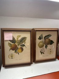 Pair Of Framed Pear Botanicals