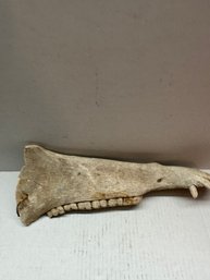 Pig Jaw Bone