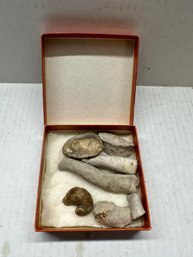 Box Of Fossils