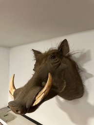 EAST AFRICAN WARTHOG TAXIDERMY SHOULDER MOUNT