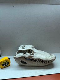 Replica Alligator Skull
