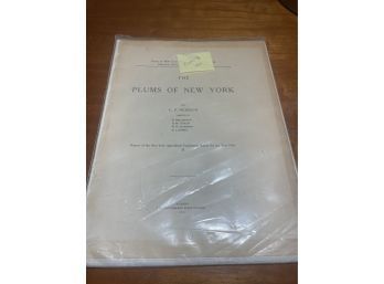 The Plums Of New York 1910