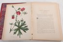 Plate Book:  Native Flowers And Ferns Of The United States' Vol. 2 Thomas Meehan, 1879 L.